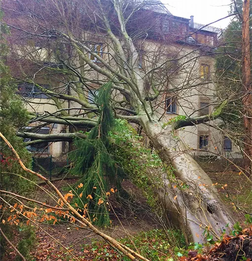Umgestürzter Nadelbaum liegt auf einem Wohnhaus